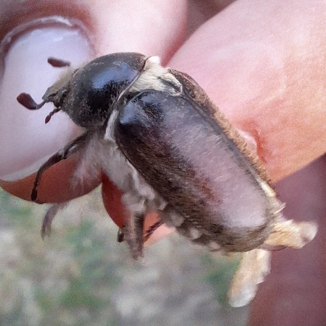 Anoxia pilosa - pusztai cserebogár