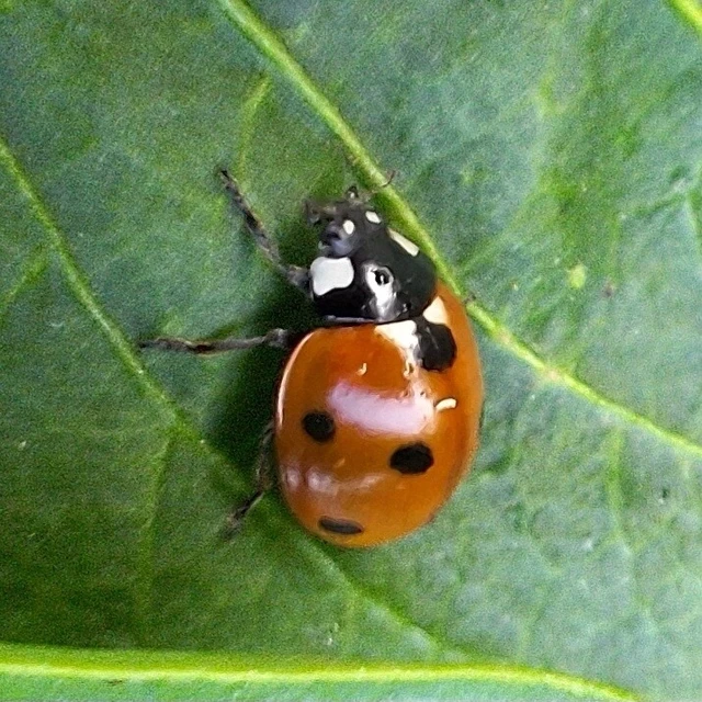 Coccinella septempunctata - hétpettyes katica