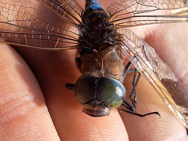 Anax parthenope - barna óriásacsa
