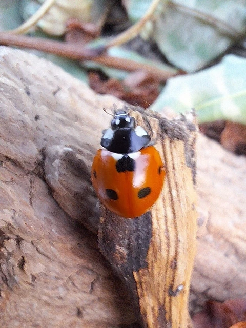 Coccinella septempunctata - hétpettyes katica