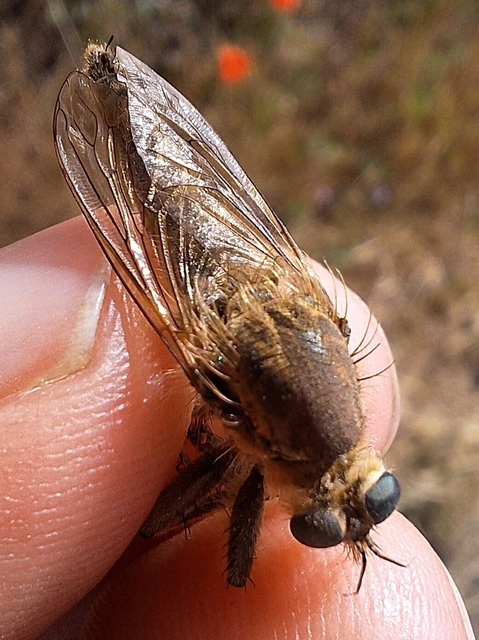 Diptera - Kétszárnyúak