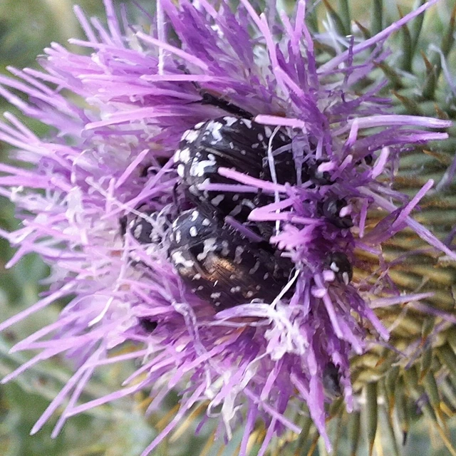 Oxythyrea funesta - sokpettyes virágbogár