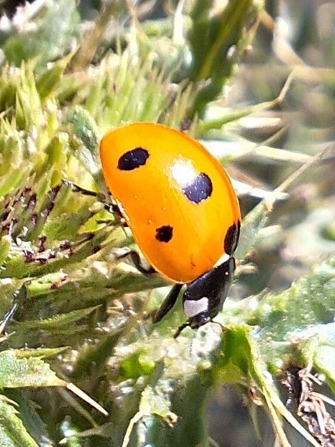 Coccinella septempunctata - hétpettyes katica