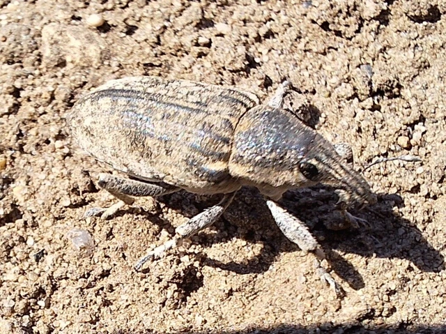 Asproparthenis punctiventris - lisztes répabarkó