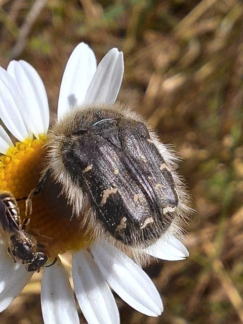 Tropinota hirta - bundás virágbogár