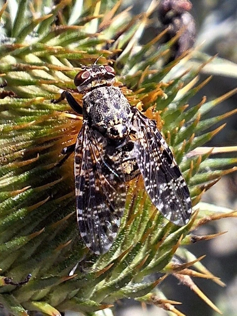 Diptera - Kétszárnyúak