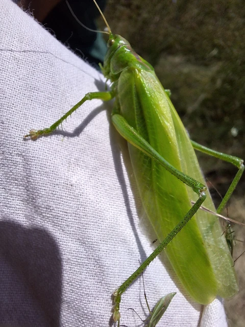 Orthoptera - Egyenesszárnyúak