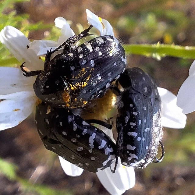Oxythyrea funesta - sokpettyes virágbogár