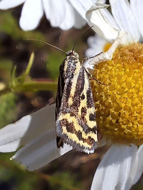 Emmelia trabealis - zebrabagoly