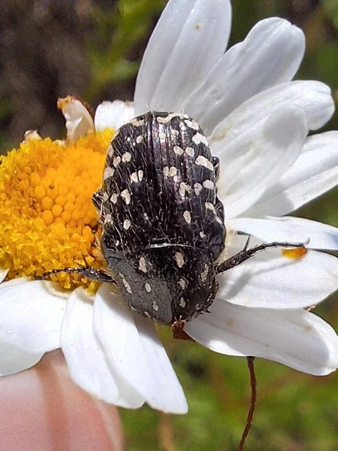 Oxythyrea funesta - sokpettyes virágbogár
