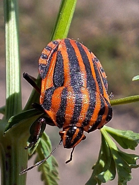 Graphosoma italicum - csíkos pajzsospoloska Graphosoma italicum - csíkos pajzsospoloska