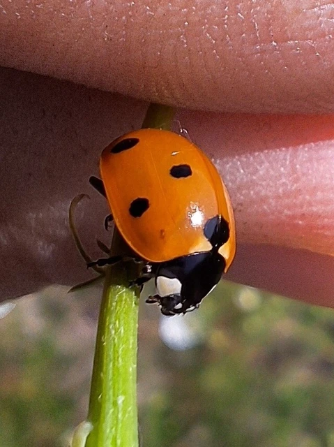 Coccinella septempunctata - hétpettyes katica