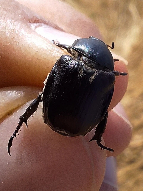 Anisoplia lata - széles szipoly Anisoplia lata - széles szipoly