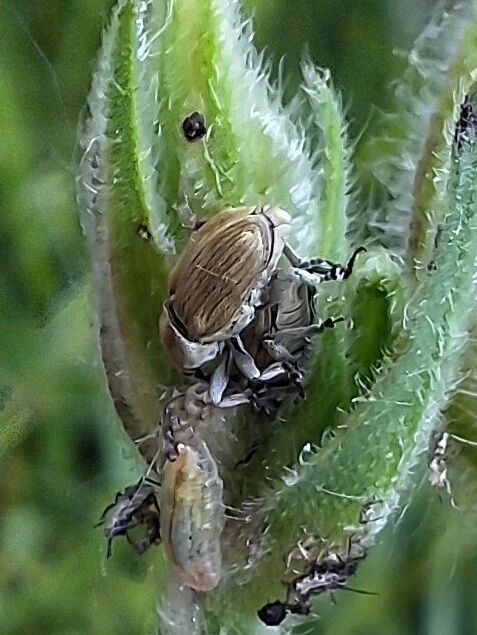 Sibinia pellucens - mécsvirágormányos
