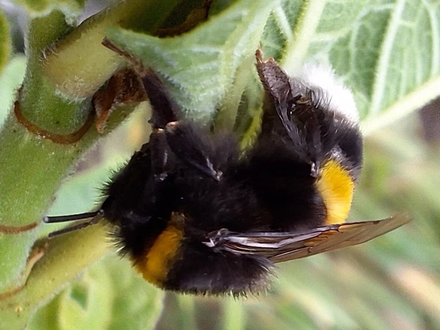 Bombus - poszméhek