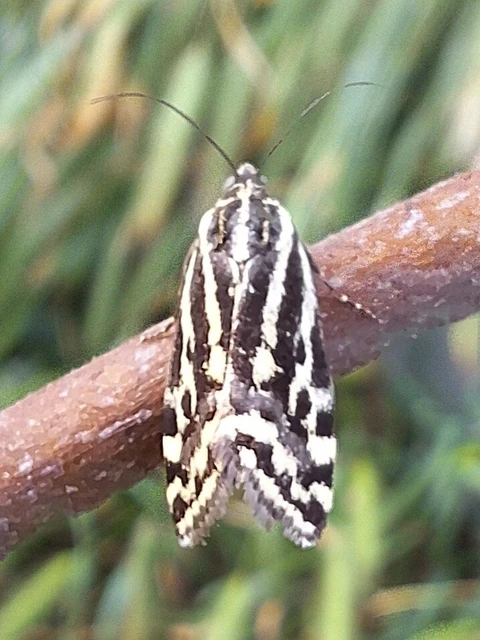Emmelia trabealis - zebrabagoly