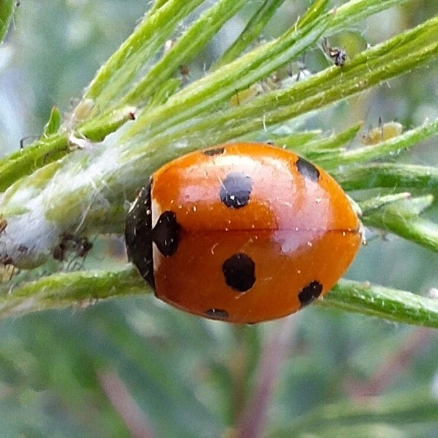 Coccinella septempunctata - hétpettyes katica