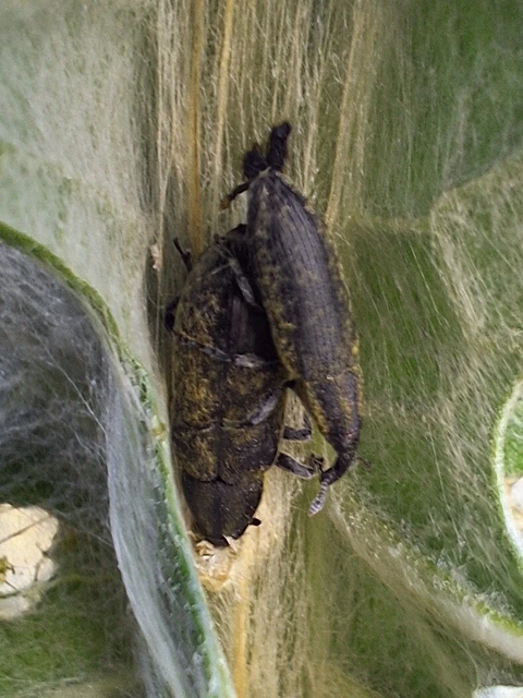 Lixus cardui - bogáncsfúró dudvabarkó