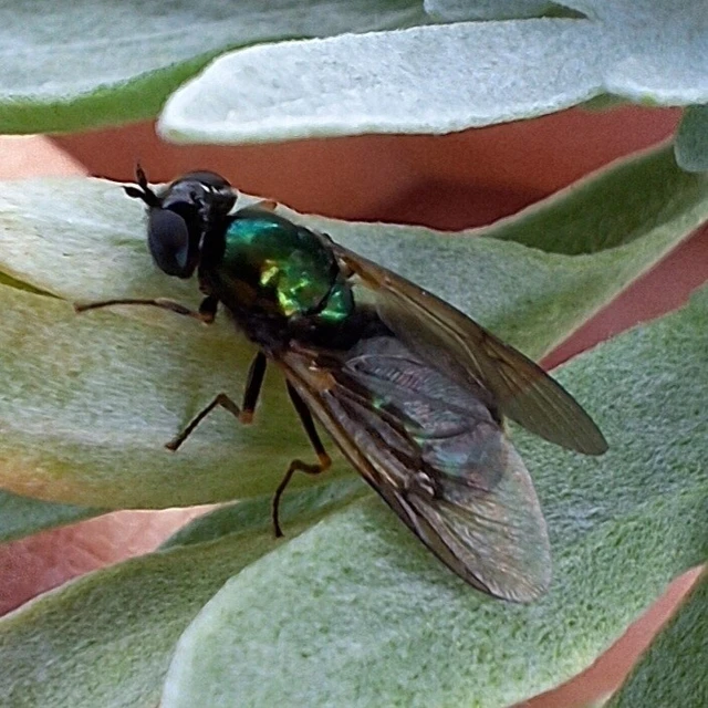 Diptera - Kétszárnyúak