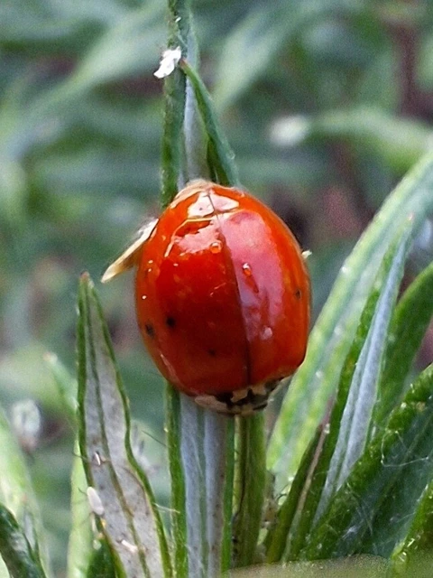 Harmonia axyridis - harlekinkatica