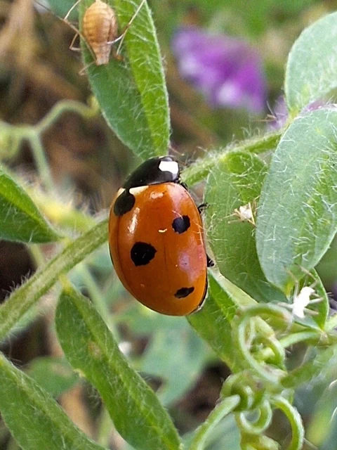 Coccinella septempunctata - hétpettyes katica