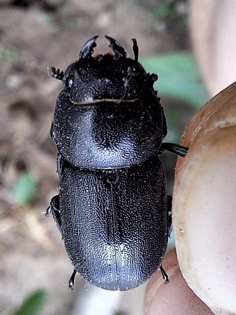 Dorcus parallelipipedus - kis szarvasbogár Dorcus parallelipipedus - kis szarvasbogár
