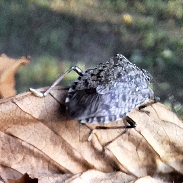 Halyomorpha halys - ázsiai márványospoloska Halyomorpha halys - ázsiai márványospoloska