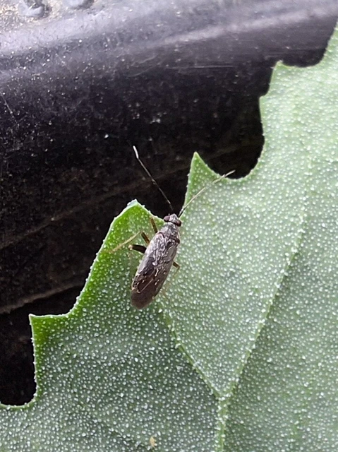 Miridae - mezeipoloskák