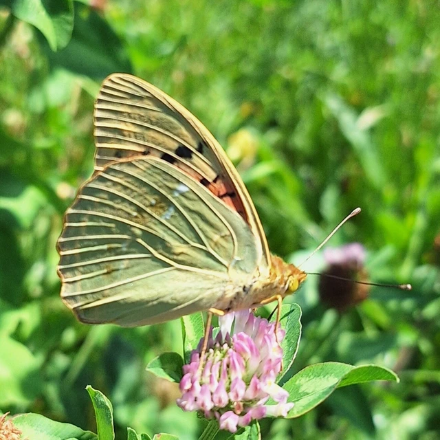 Argynnis pandora - zöldes gyöngyházlepke