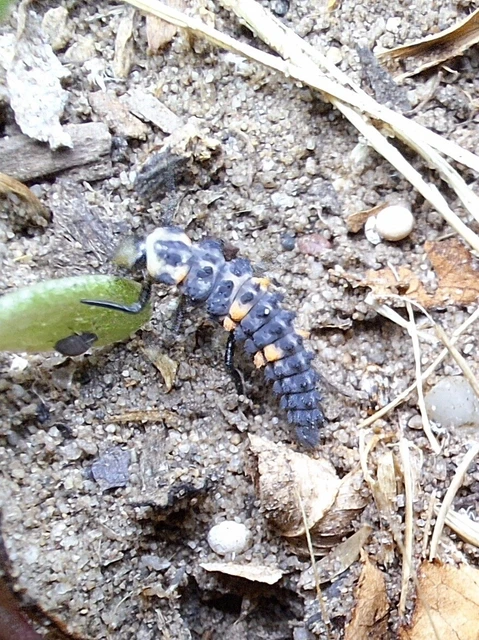 Coccinella septempunctata - hétpettyes katica