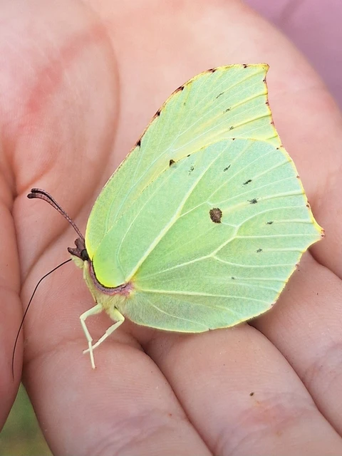 Gonepteryx rhamni - citromlepke