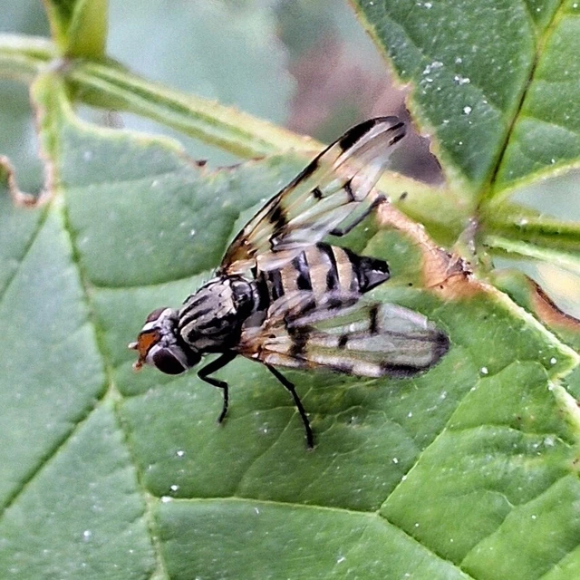 Diptera - Kétszárnyúak