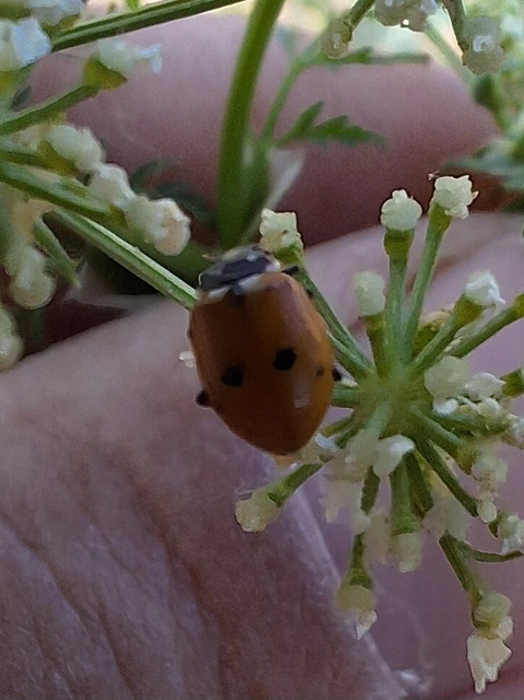 Hippodamia variegata - tizenhárompettyes katica