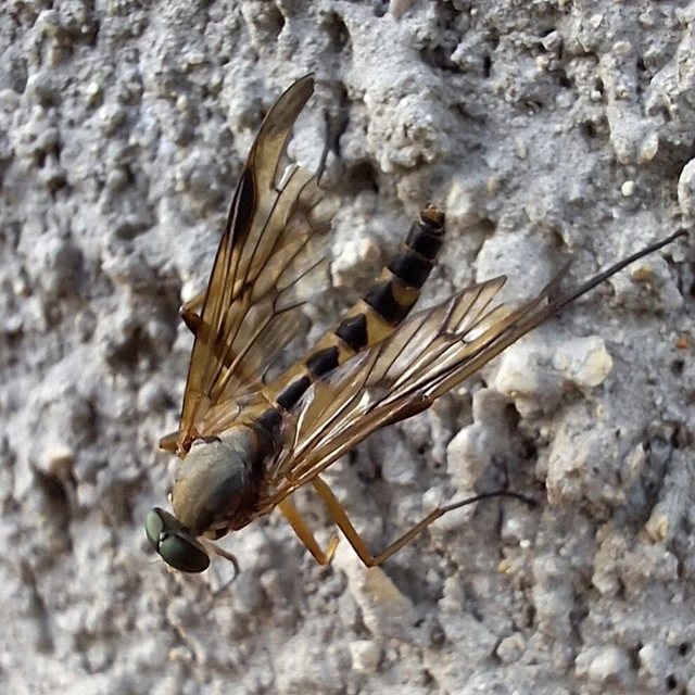Diptera - Kétszárnyúak