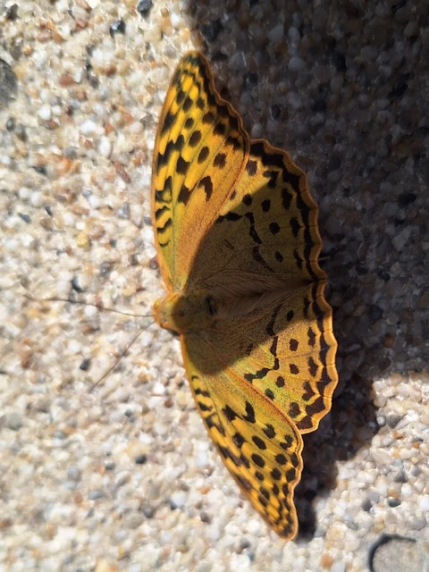 Argynnis pandora - zöldes gyöngyházlepke