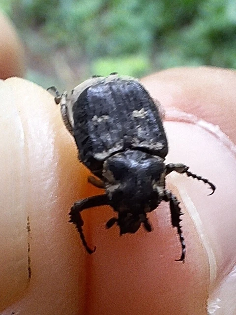 Valgus hemipterus - suta virágbogár