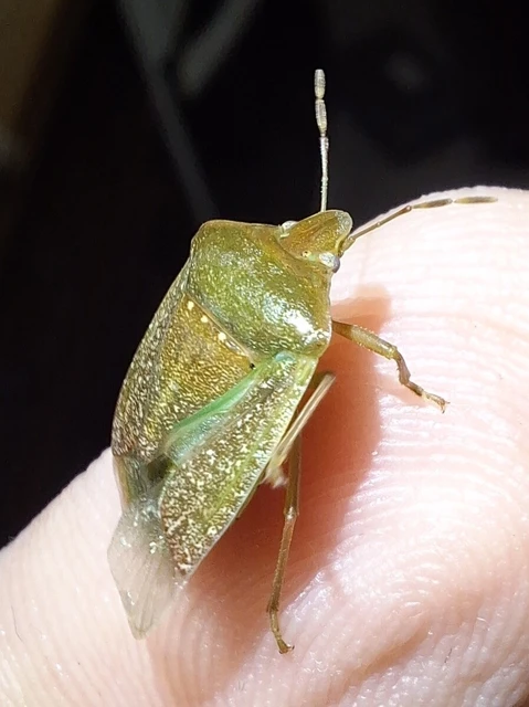 Nezara viridula - zöld vándorpoloska Nezara viridula - zöld vándorpoloska