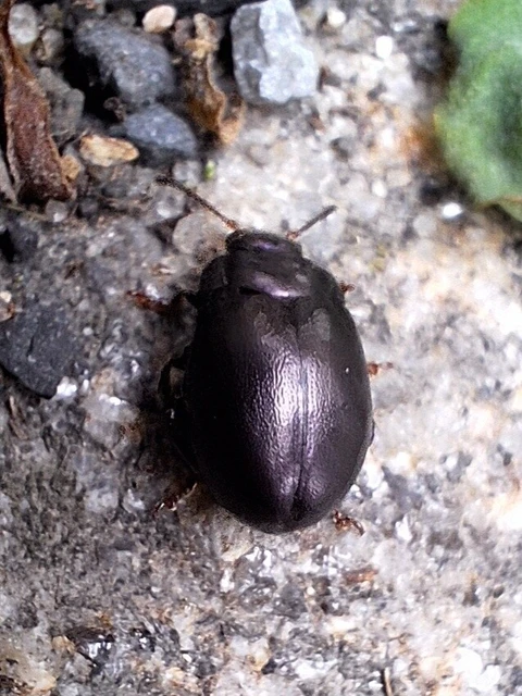 Chrysolina sturmi - vöröslábú levelész