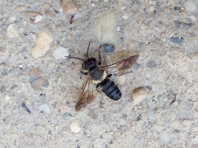 Megachile sculpturalis - óriás művészméh