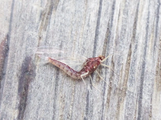 Ephemeroptera - Kérészek