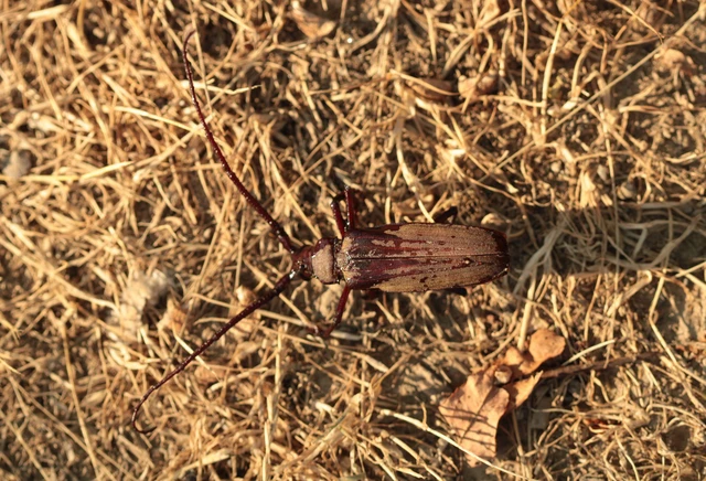 Aegosoma scabricorne - diófacincér Aegosoma scabricorne - diófacincér