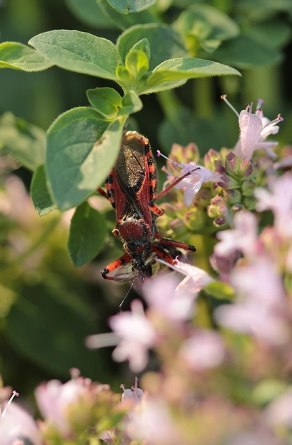 Rhynocoris iracundus - közönséges gyilkospoloska