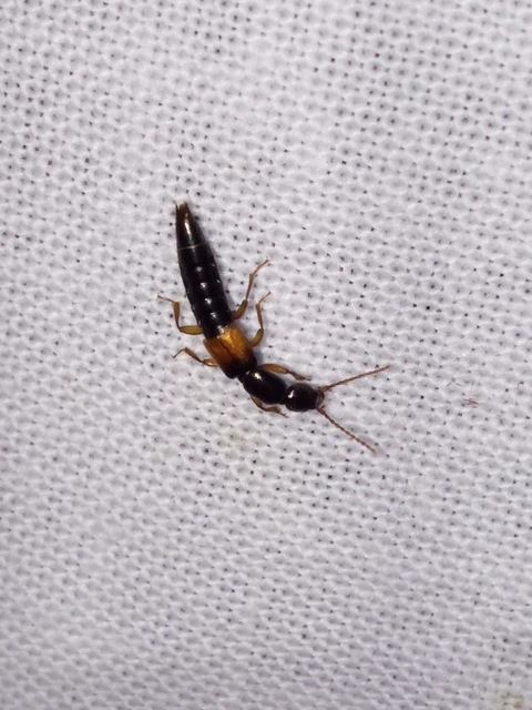 Staphylinidae - holyvafélék