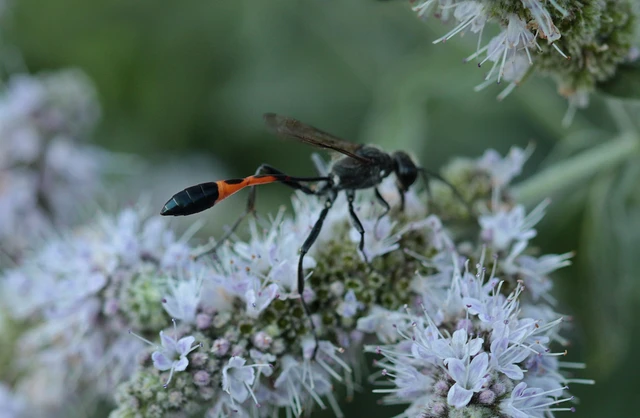 Ammophila