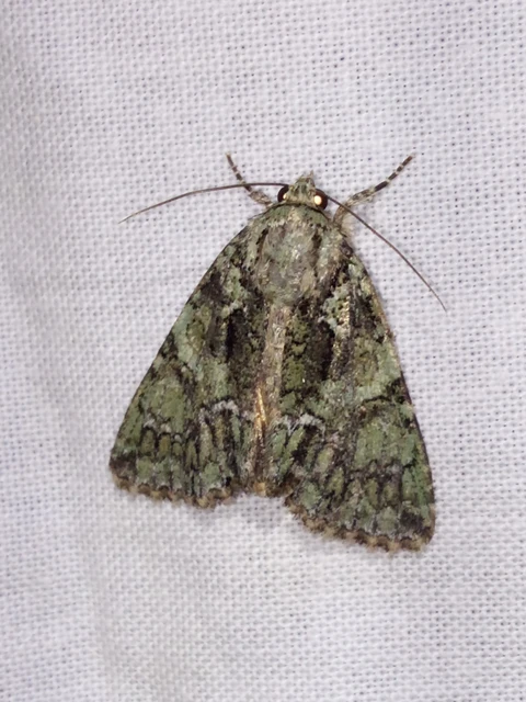 Polyphaenis sericata - selyemfényű erdeibagoly