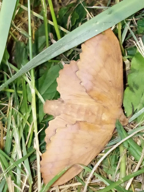 Gastropacha quercifolia - tölgylevélpohók