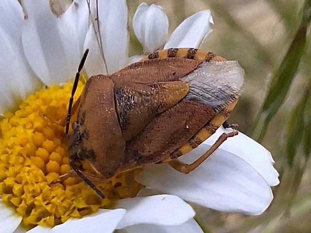 Carpocoris Carpocoris