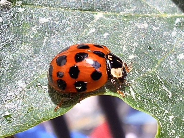 Harmonia axyridis - harlekinkatica