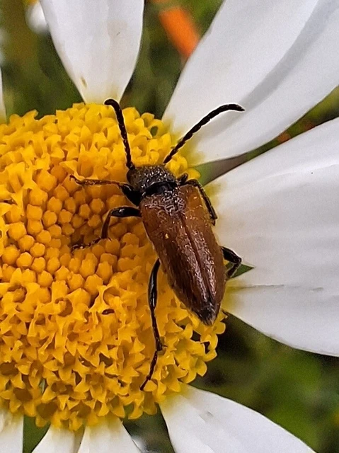 Pseudovadonia livida - barnás virágcincér