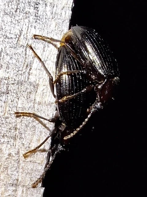 Nalassus dermestoides - rövidszárnyú gyászbogár